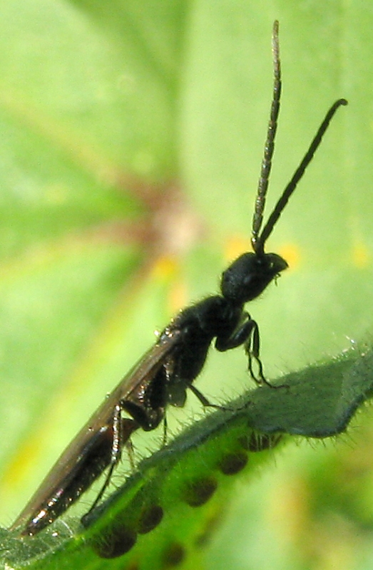 Bethylidae Pristocerinae maschio
